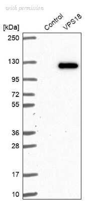 Novus Biologicals NBP1-82906 image 1