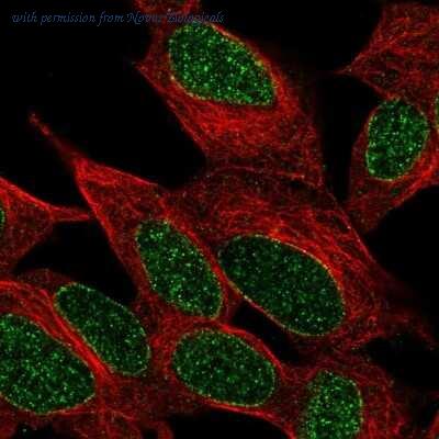 Novus Biologicals NBP1-92023 image 1