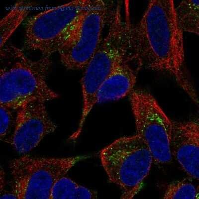 Novus Biologicals NBP2-13769 image 1
