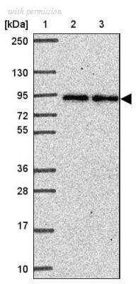Novus Biologicals NBP2-33806 image 1