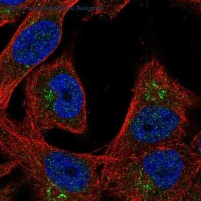 Novus Biologicals NBP2-30423 image 1