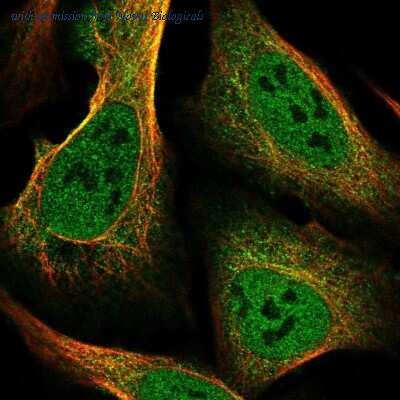 Novus Biologicals NBP2-38306 image 1