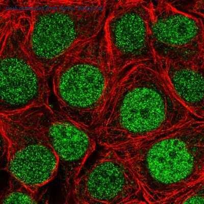 Novus Biologicals NBP2-33497 image 1