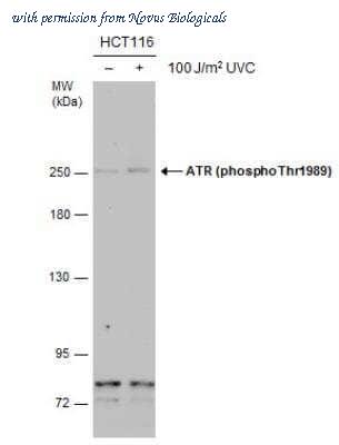 Novus Biologicals NBP2-43564 image 1