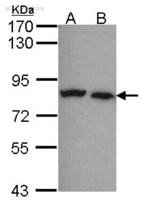 Novus Biologicals NBP1-32222 image 1