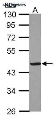Novus Biologicals NBP2-16003 image 1