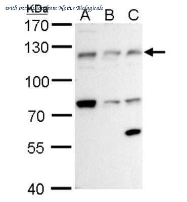Novus Biologicals NBP2-15359 image 1