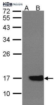Novus Biologicals NBP2-14923 image 1