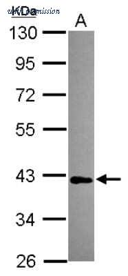 Novus Biologicals NBP2-19961 image 1