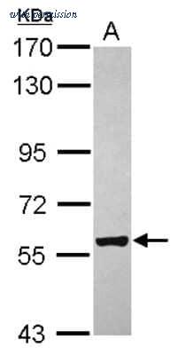 Novus Biologicals NBP2-20939 image 1