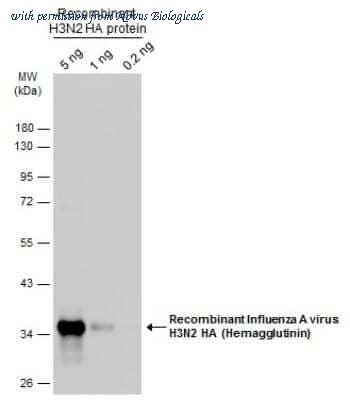 Novus Biologicals NBP3-12877 image 1