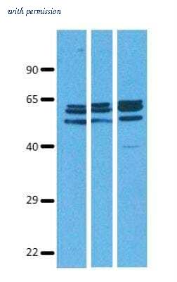 Novus Biologicals NBP1-69235 image 1