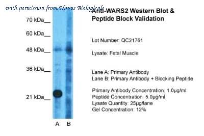 Novus Biologicals NBP1-54653 image 1