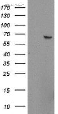 Novus Biologicals NBP2-45446 image 1