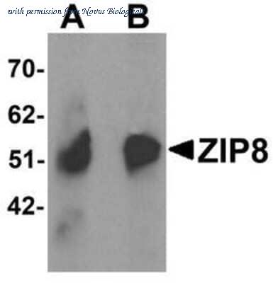 Novus Biologicals NBP1-76505 image 1