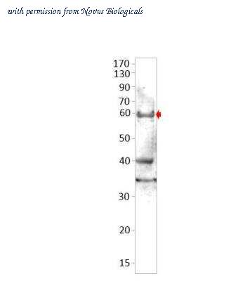 Novus Biologicals NBP3-12347 image 1