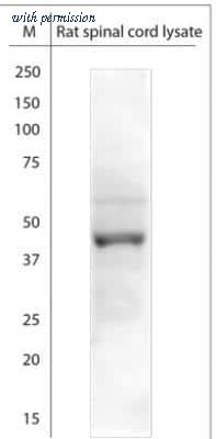 Novus Biologicals NBP1-70371 image 1