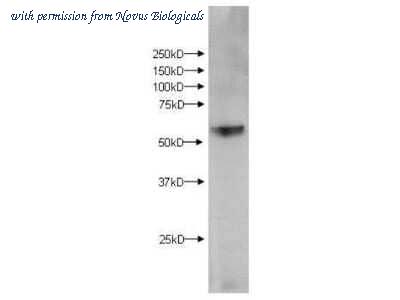 Novus Biologicals NBP1-44263 image 1