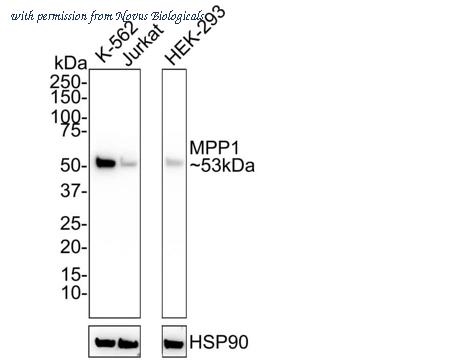 Novus Biologicals NBP3-32602 image 1