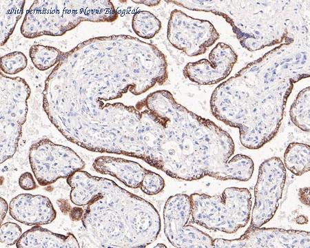 Novus Biologicals NBP3-32006 image 1