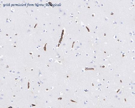 Novus Biologicals NBP3-32010 image 1