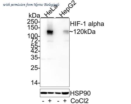 Novus Biologicals NBP3-32424 image 1