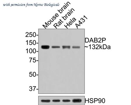 Novus Biologicals NBP3-32254 image 1