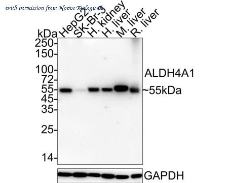 Novus Biologicals NBP3-32024 image 1