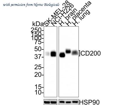 Novus Biologicals NBP3-32132 image 1