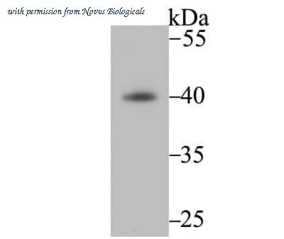 Novus Biologicals NBP2-76836 image 1