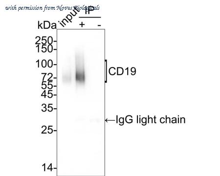 Novus Biologicals NBP3-32130 image 1