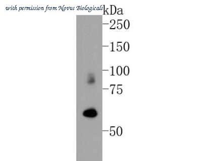 Novus Biologicals NBP2-66896 image 1