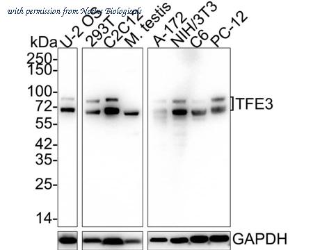 Novus Biologicals NBP3-33005 image 1