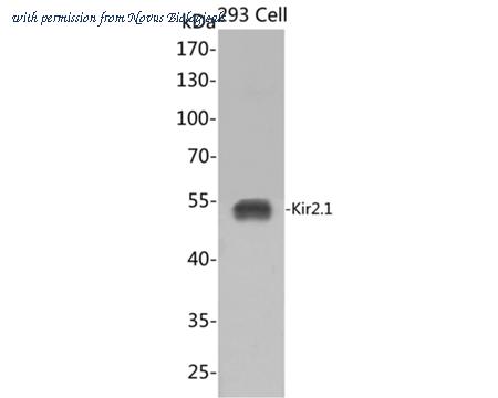 Novus Biologicals NBP3-32505 image 1