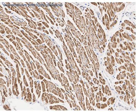 Novus Biologicals NBP3-32640 image 1