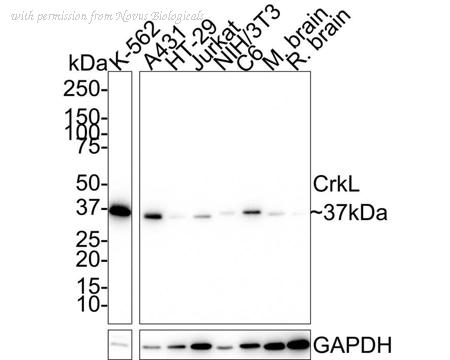 Novus Biologicals NBP3-32222 image 1