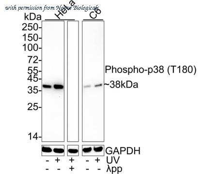 Novus Biologicals NBP3-32781 image 1