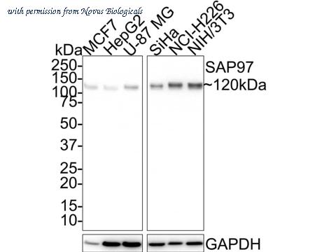 Novus Biologicals NBP3-32929 image 1