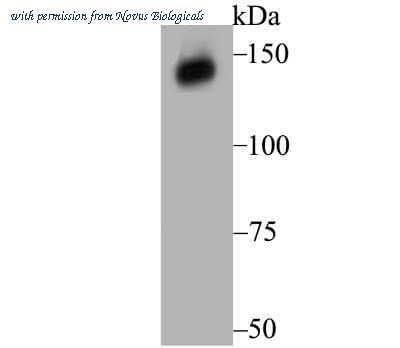 Novus Biologicals NBP2-75717 image 1