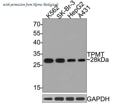 Novus Biologicals NBP3-33038 image 1
