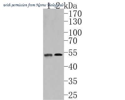 Novus Biologicals NBP2-67164 image 1