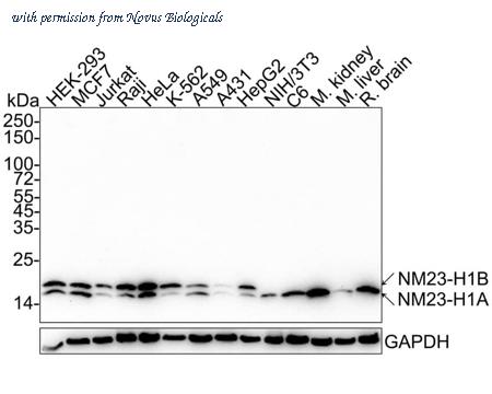 Novus Biologicals NBP3-33132 image 1