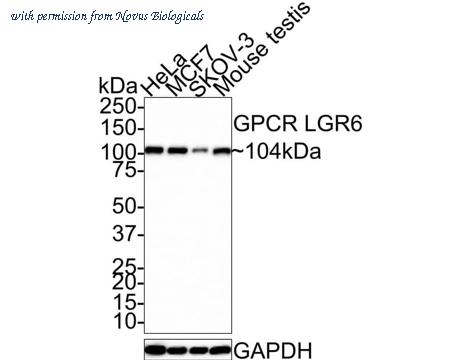 Novus Biologicals NBP3-32400 image 1