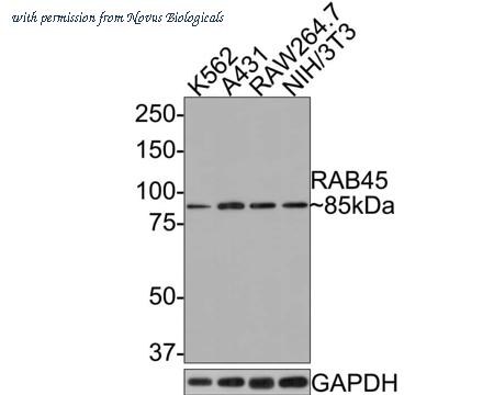 Novus Biologicals NBP3-32886 image 1