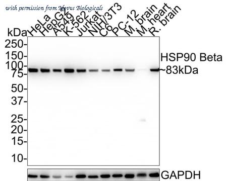 Novus Biologicals NBP3-32446 image 1