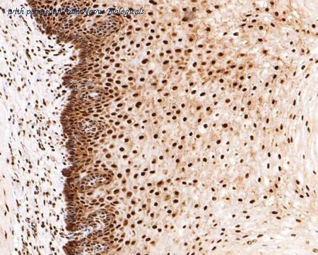 Novus Biologicals NBP3-32899 image 1