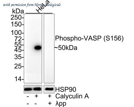 Novus Biologicals NBP3-32815 image 1
