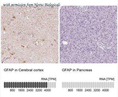 Novus Biologicals NBP2-54748 image 1