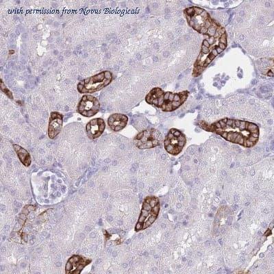 Novus Biologicals NBP2-33527 image 1
