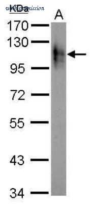 Novus Biologicals NBP2-42817 image 1